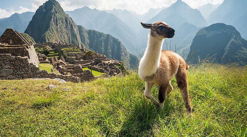 Llama at Machu Pichu in Peru Llama at Machu Pichu in Peru