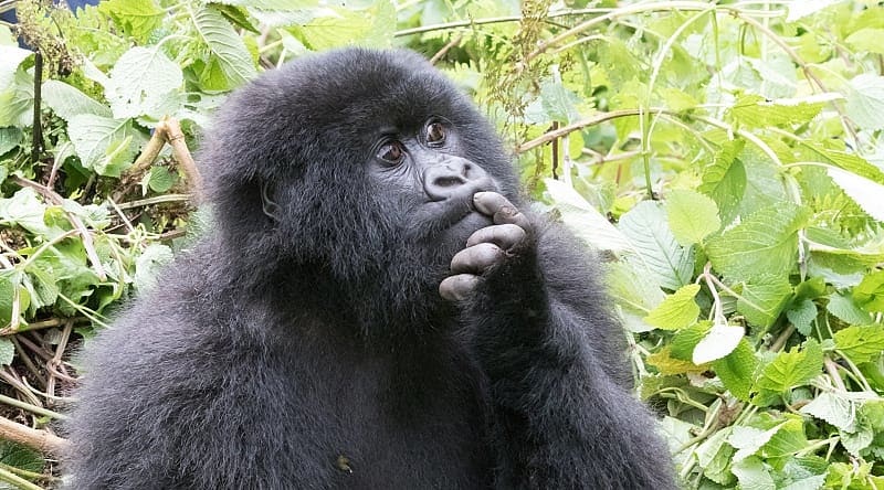Mountain gorilla. Volcanoes National Park, Kinigi, Rwanda Mountain gorilla. Volcanoes National Park, Kinigi, Rwanda