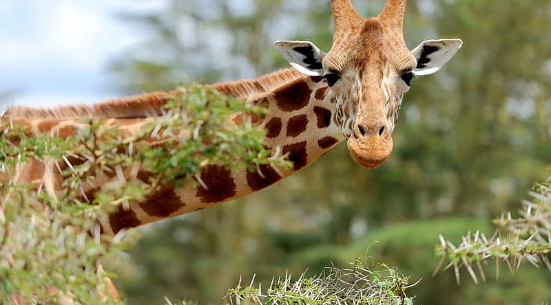 Giraffe in the African savanna Close up portrait of giraffe in the African savanna