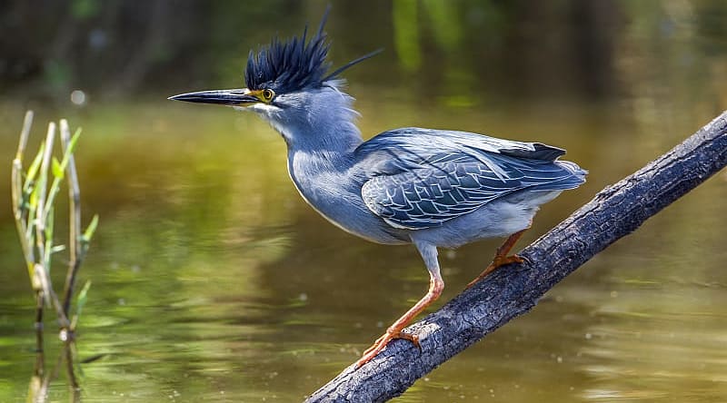 Green backed heron in Kruger National Park, South Africa Green backed heron in Kruger National Park, South Africa