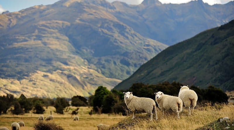 Countryside of New Zealand Countryside of New Zealand