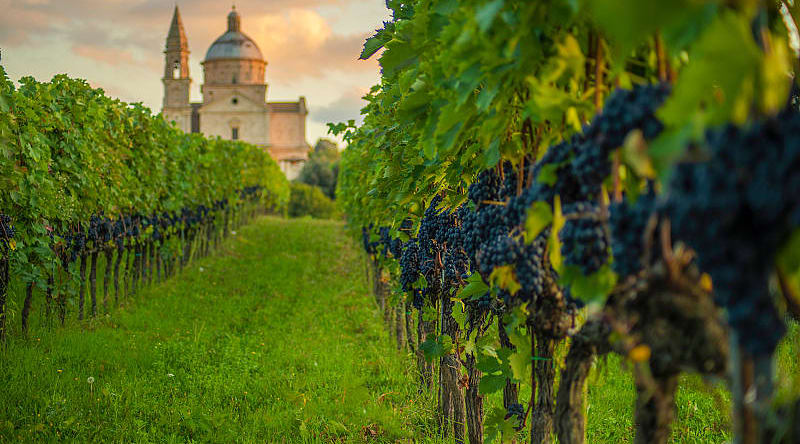 Vineyards in Montepulciano, Italy Vineyards in Montepulciano, Italy