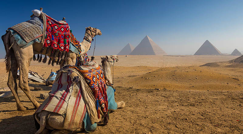 Pyramids of Giza, Egypt. Camels rest before majestic pyramids on Egypt’s sunlit Giza Plateau.