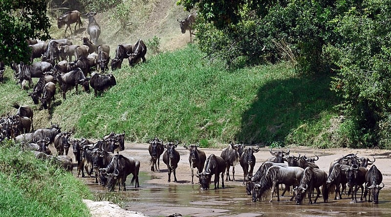 Great Wildebeest Migration, Masai Mara, Kenya Great Wildebeest Migration, Masai Mara, Kenya