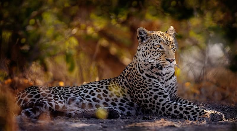Leopard lounging in the Savuti region on Chobe National Park, Botswana Leopard lounging in the Savuti region on Chobe National Park, Botswana