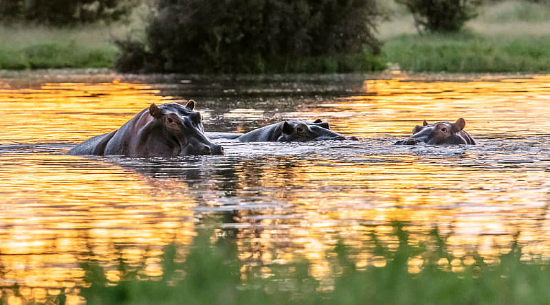 Wild hippos in the Nile River, Uganda Wild hippos in the Nile River, Uganda