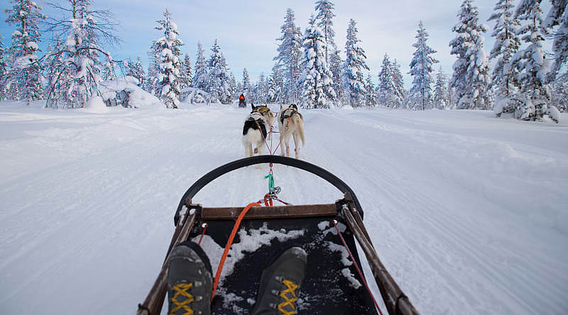 Dogsledding in the Lapland Dogsledding in the Lapland