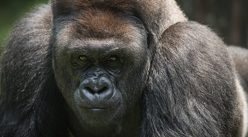 Silverback gorilla in The Impenetrable Forest National Park Silverback gorilla in The Impenetrable Forest National Park