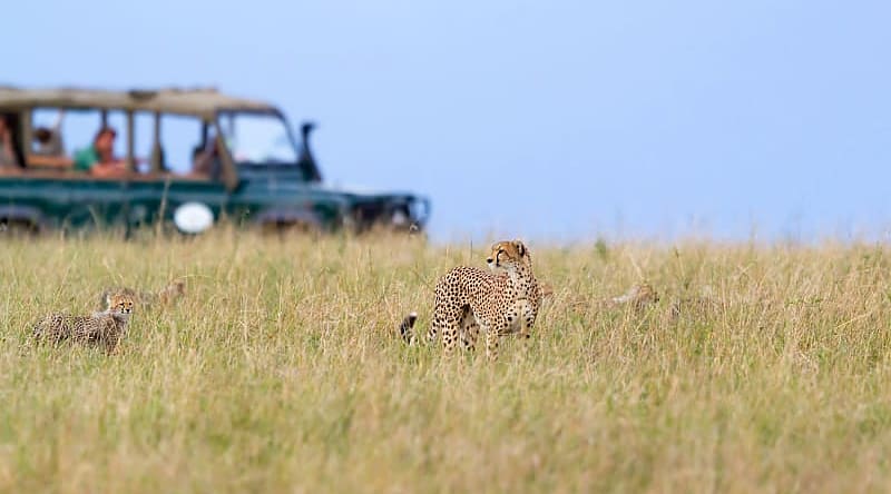 Safari in Masai Mara, Kenya Safari in Masai Mara, Kenya