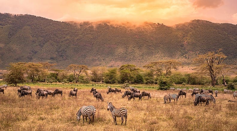 Zebras and wildebeests grazing in Ngorongoro Conservation Area Zebras and wildebeests grazing in Ngorongoro Conservation Area