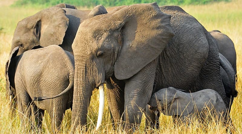 African elephants in Queen Elizabeth National Park, Uganda, Africa African elephants in Queen Elizabeth National Park, Uganda, Africa