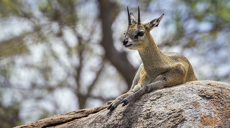 Private Kruger Safari for First-Time Visitors - Klipspringer Antelope Klipspringer antelope resting in Kruger National Park, South Africa