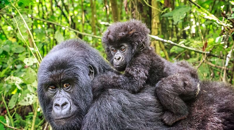 Baby mountain gorilla on the back of his mother in Rwanda Baby mountain gorilla on the back of his mother in Rwanda