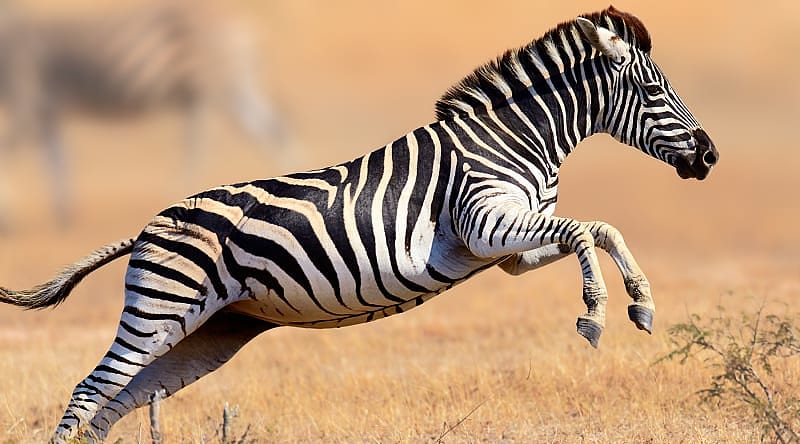 Zebra at Kruger National Park in South Africa Zebra at Kruger National Park in South Africa