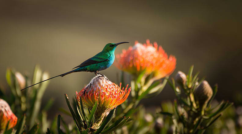 Sugarbird hummingbird sitting on the endemic fynbos pincushion protea flower in Cape Town, South Africa Sugarbird hummingbird sitting on the endemic fynbos pincushion protea flower in Cape Town, South Africa