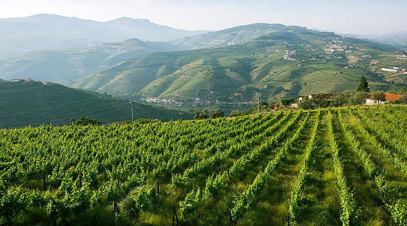 The famous vineyards of the Douro Valley in Portugal The famous vineyards of the Douro Valley in Portugal