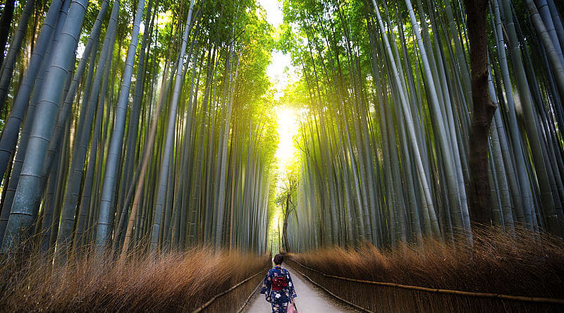 Arashiyama Bamboo Forest in Kyoto, Japan Arashiyama Bamboo Forest in Kyoto, Japan