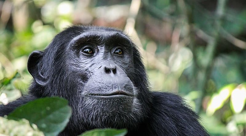 Chimpanzee in Kibale National Park, Uganda Chimpanzee in Kibale National Park, Uganda