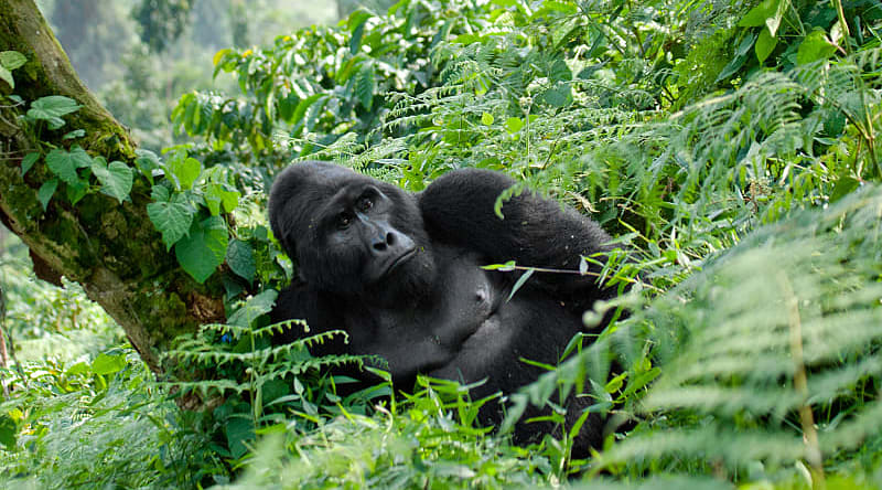 Dominant male gorilla in Bwindi Impenetrable Rainforest National Park, Uganda Dominant male gorilla in Bwindi Impenetrable Rainforest National Park, Uganda