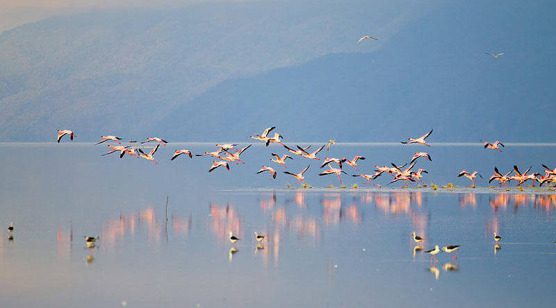 Flock of flamingos by Lake Manyara in Tanzania Flock of flamingos by Lake Manyara in Tanzania