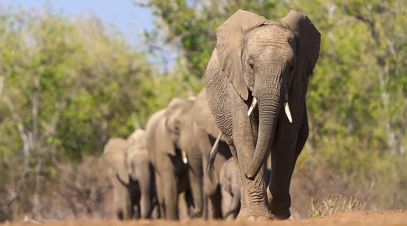 Elephant herd in Botswana Elephant herd migration in Botswana