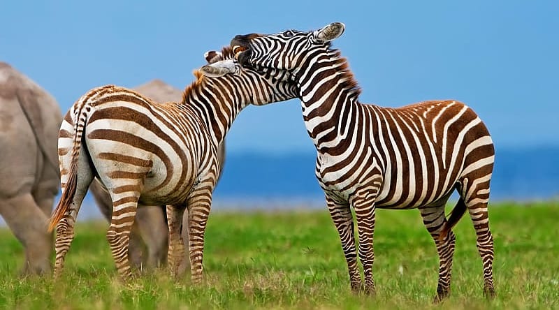 Lake Nakuru National Park, Kenya Zebras in Lake Nakuru National Park, Kenya