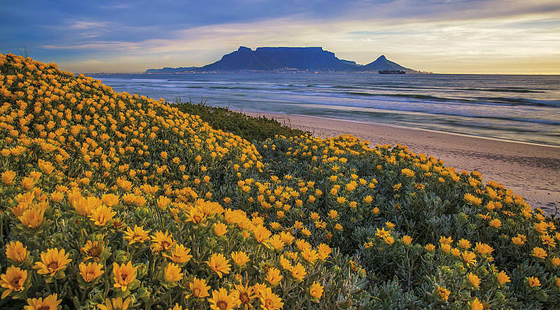 Best of South Africa Safari & Tour Spring flowers blooming in Cape Town, South Africa with Table Mountain in the background