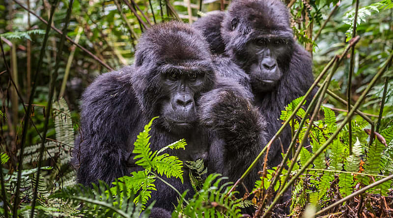 Bwindi Impenetrable Forest National Park, Uganda Gorillas in Bwindi Impenetrable Forest National Park, Uganda