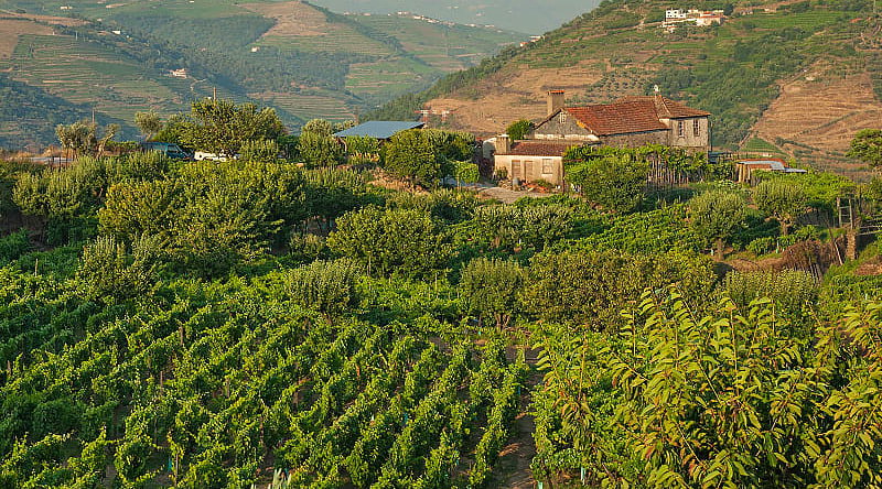 Immerse yourself in the atmosphere of the old vineyards of the Douro Valley, which have changed little since the 18th century. Immerse yourself in the atmosphere of the old vineyards of the Douro Valley, which have changed little since the 18th century.