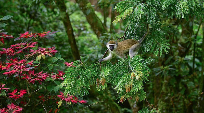 Monkey Vervet in the wild in Rwanda, Africa Monkey Vervet in the wild in Rwanda, Africa
