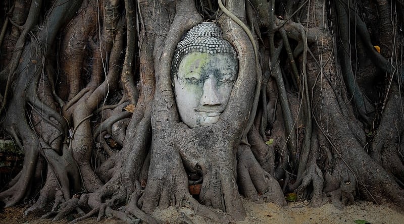 Head of Buddha statue in the tree roots at Wat Mahathat Temple, Ayutthaya, Thailand Head of Buddha statue in the tree roots at Wat Mahathat Temple, Ayutthaya, Thailand