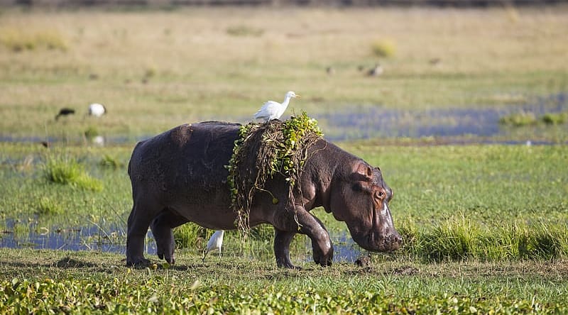 Hippo on the banks of the Zambezi River Hippopotamus walking out of water with hyacinth weed and egret on her back