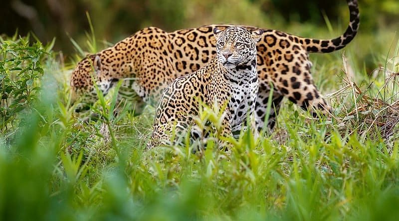 Jaguars in the Pantanal, Brazil Jaguar in natural habitat of the Pantanal, Brazil