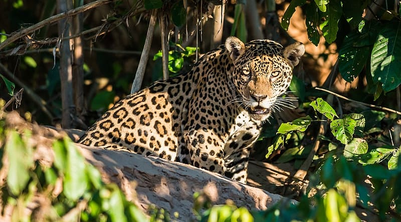 Jaguar in the Peruvian Amazon Jaguar in the Peruvian Amazon