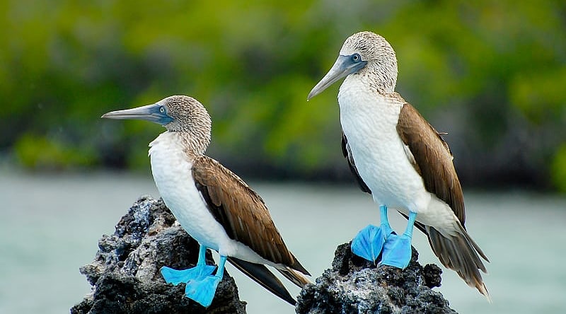 Galapagos Islands, Ecuador Blue footed boobies at the Galapagos Islands in Ecuador
