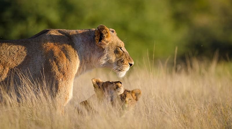 Northern South Africa Lioness and two cubs in South Africa