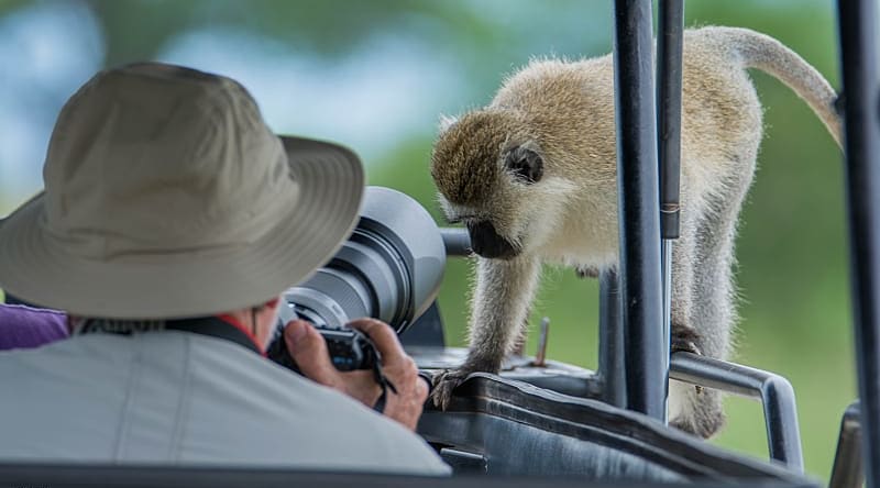Safari tour in the African savanna Safari tour in the African savanna