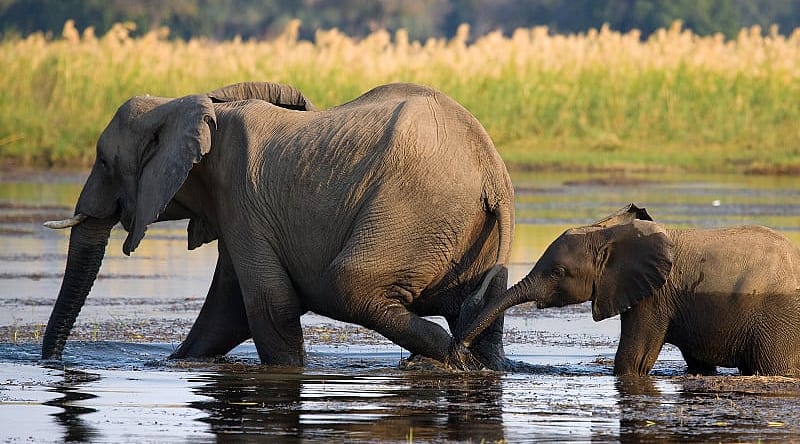 Elephant with baby crossing the river in Souther Africa Elephant with baby crossing the river in Souther Africa