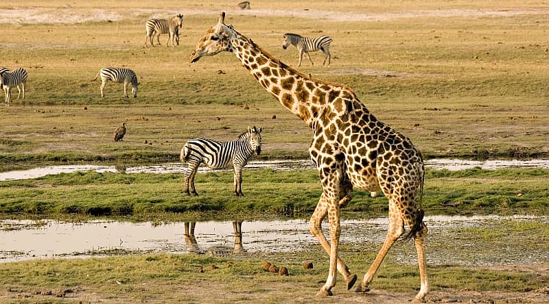 Wildlife on the Chobe River, Botswana Wildlife on the Chobe River, Botswana