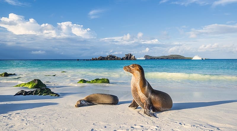 Espanola Island in the Galapagos Sea lions on the beach in Espanola Island in the Galapagos