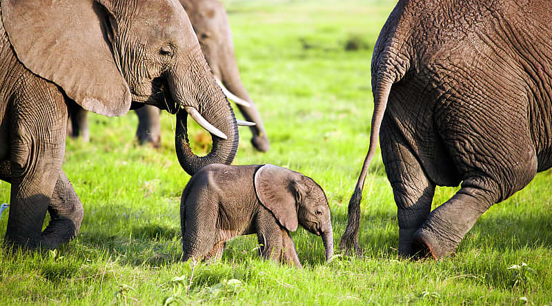 Elephants in Amboseli National Park, Kenyaa Elephants in Amboseli National Park, Kenya