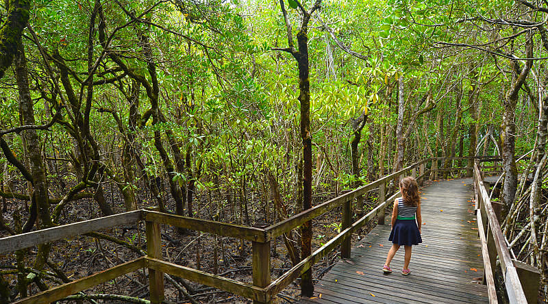 Daintree National Park in Australia Daintree National Park in Australia