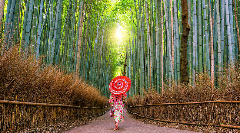 Geisha walking through Sagano Bamboo Forest in the Arashiyama district of Kyoto, Japan
