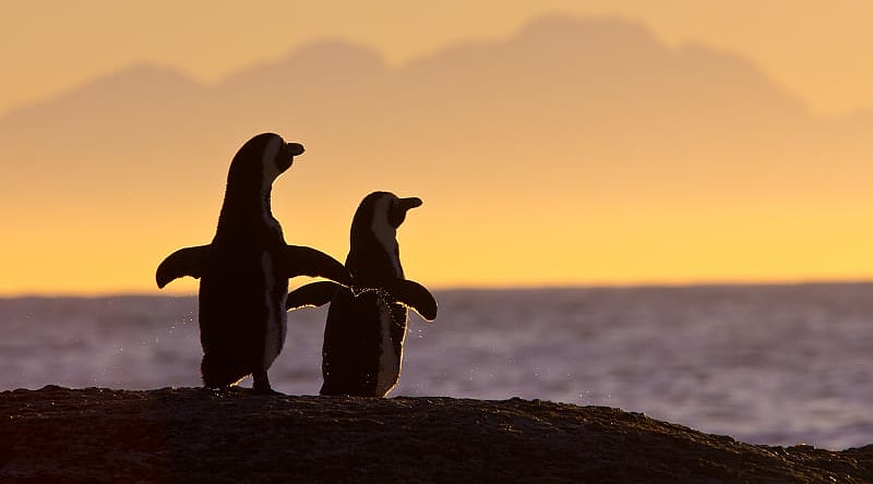 Penguin couple in Cape Town in South Africa Penguin couple in Cape Town in South Africa