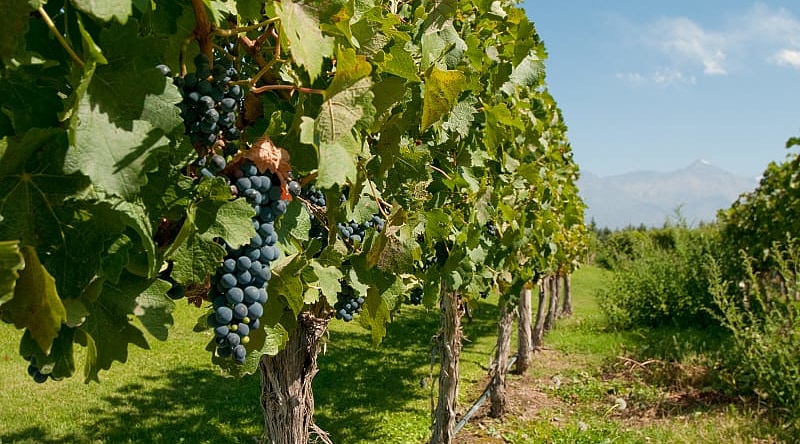 Vineyard in Mendoza, Argentina Vineyard in Mendoza, Argentina