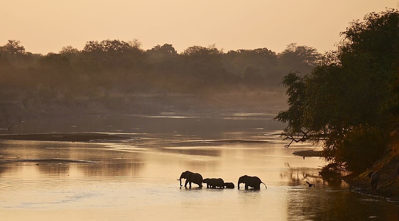 South Luangwa National Park, Zambia Elephants crossing a river in South Luangwa National Park