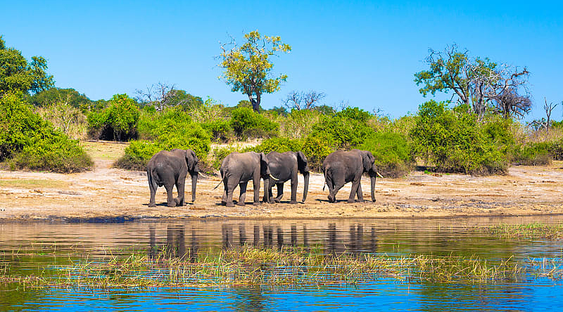 Highlights of Botswana Safari: Okavango, Moremi, Selinda, Chobe Elephants at a watering hole in Chobe National Park, Botswana