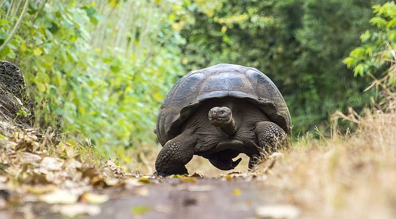 Giant turtle in El Chato tortoise reserve, Ecuador Giant turtle in El Chato tortoise reserve, Ecuador