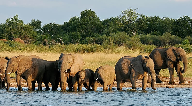 Hwange National Park, Zimbabwe Elephants wading in water in Hwange National Park, Zimbabwe