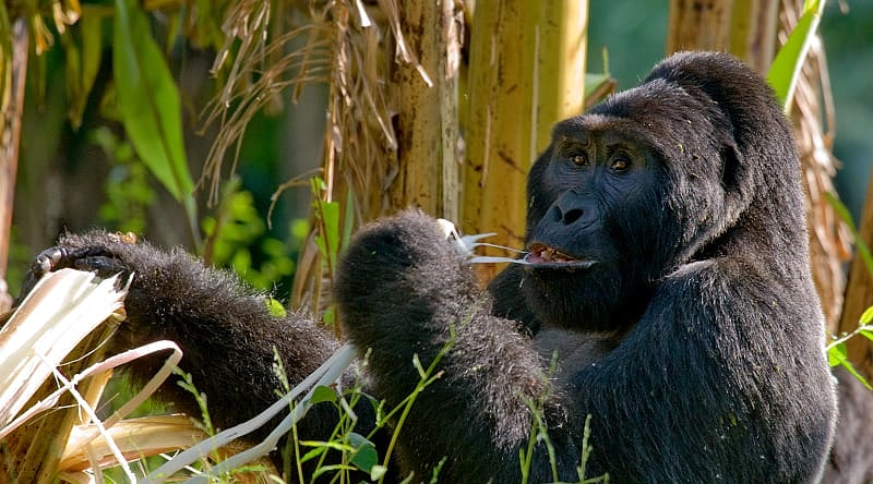 Mountain gorillas eating plants, Uganda, Bwindi Impenetrable Forest National Park Mountain gorillas eating plants, Uganda, Bwindi Impenetrable Forest National Park